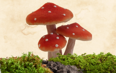 Die 3 Geistesgifte aus psychologischer Sicht